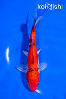 5.5" GOSHIKI