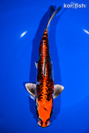 8.75" ARAGOKE BENI KIKOKURYU