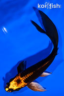 5.75" BENI GINGA BUTTERFLY