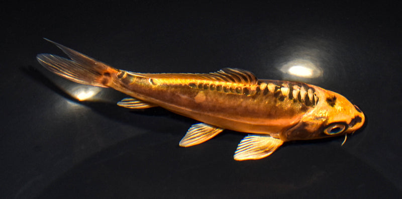 5.5" BENI KIKOKURYU