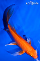 5.25" ORENJI OGON BUTTERFLY