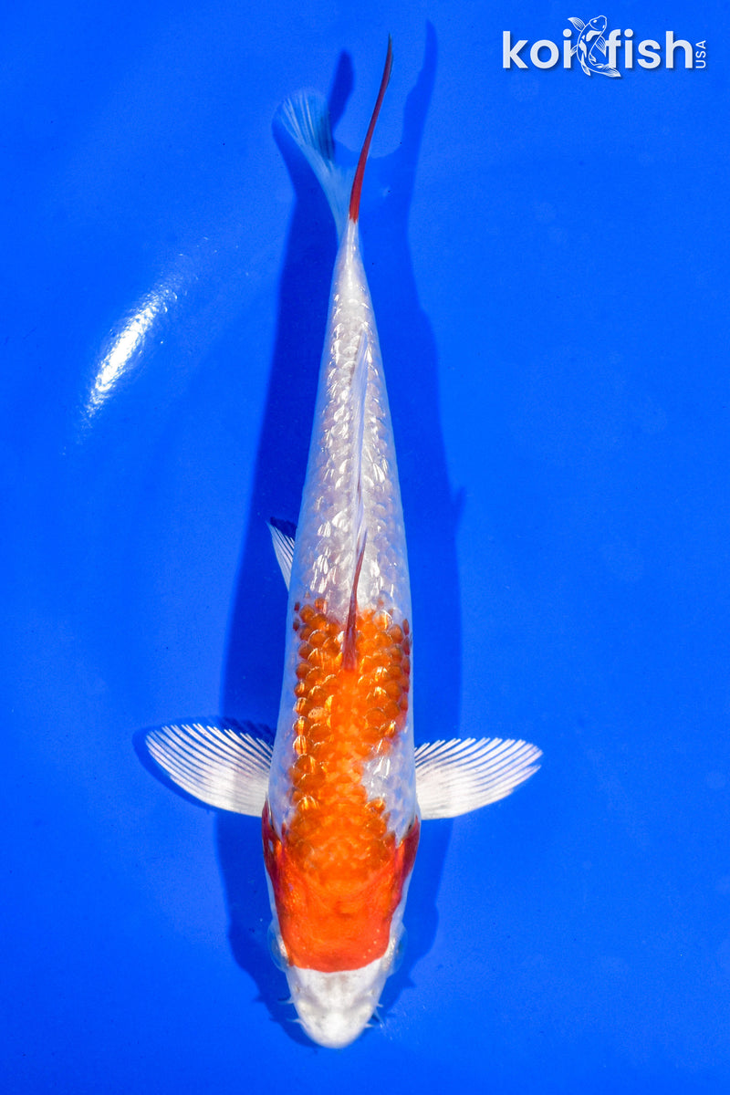 6" GINRIN HARIWAKE