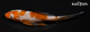 5.5" OCHIBA SHIGURE BUTTERFLY