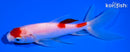 5.25" MARUTEN WATONAI GOLDFISH