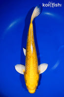 13" GINRIN YAMABUKI OGON