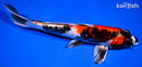 9.25" KIN SHOWA