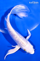 6.25" GINRIN PLATINUM OGON BUTTERFLY