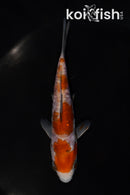 4.5" ARAGOKE OCHIBA SHIGURE