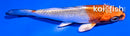 4" KUJAKU