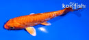 4.5" ARAGOKE ORENJI OGON