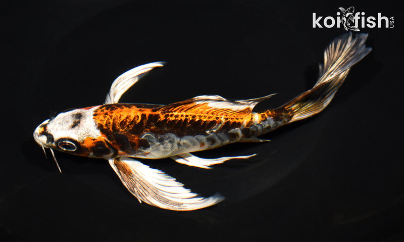 7.75" ARAGOKE BENI KIKOKURYU BUTTERFLY