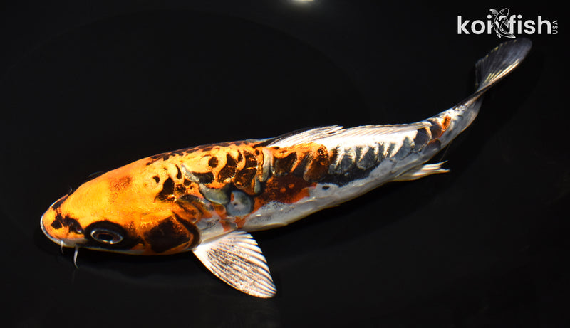7.75" GINRIN ARAGOKE BENI KIKOKURYU