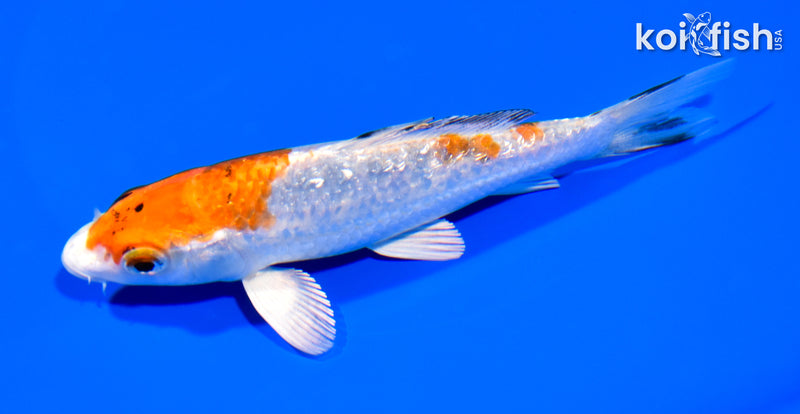 5.25" GINRIN YAMATO NISHIKI