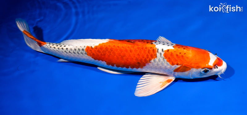 15.5" KUJAKU