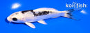 5" GINGA