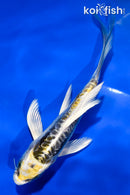 5.5" KIN KIKOKURYU BUTTERFLY