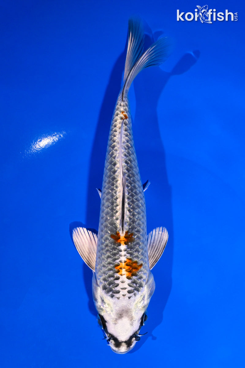 7.5" BENI GINGA