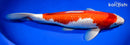13.75" GINRIN KOHAKU