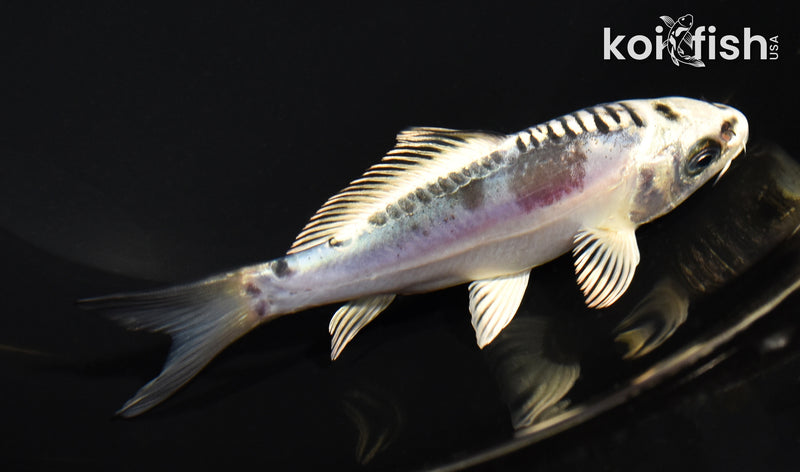 5.25" KIKOKURYU