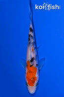 4.25" SANKE