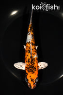 6.5" GINRIN YAMATO NISHIKI