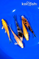 PACK OF (5) 4-4.25" STANDARD KOI