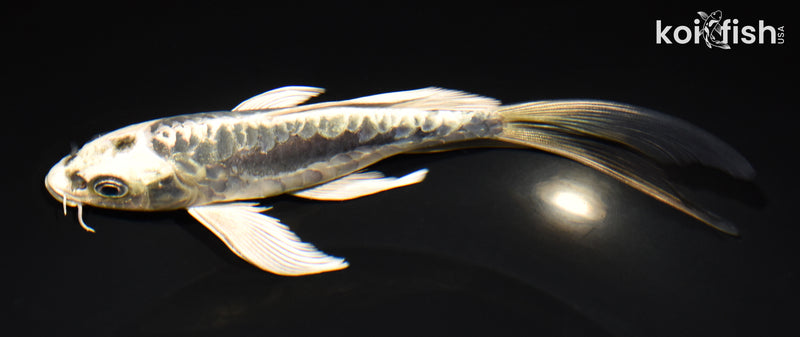 7.25" ARAGOKE KIKOKURYU BUTTERFLY