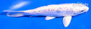5.5" DOITSU GINRIN PLATINUM OGON