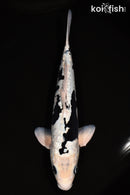 14.75" GINRIN ARAGOKE KUMONRYU