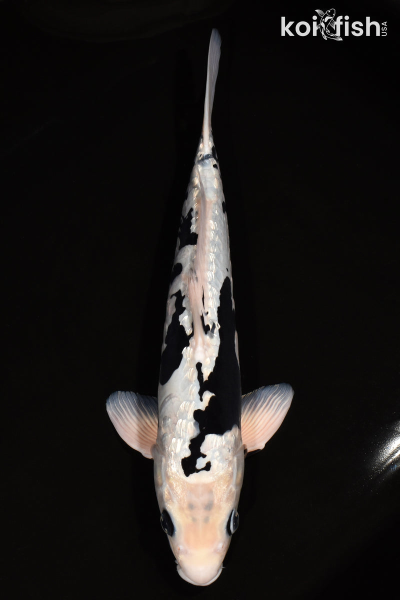 14.75" GINRIN ARAGOKE KUMONRYU