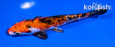 5.5" HEISEI NISHIKI