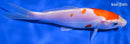 6.25" DOITSU KOHAKU
