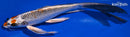 9.25" KUJAKU BUTTERFLY
