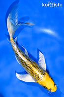 6.5" KUJAKU BUTTERFLY