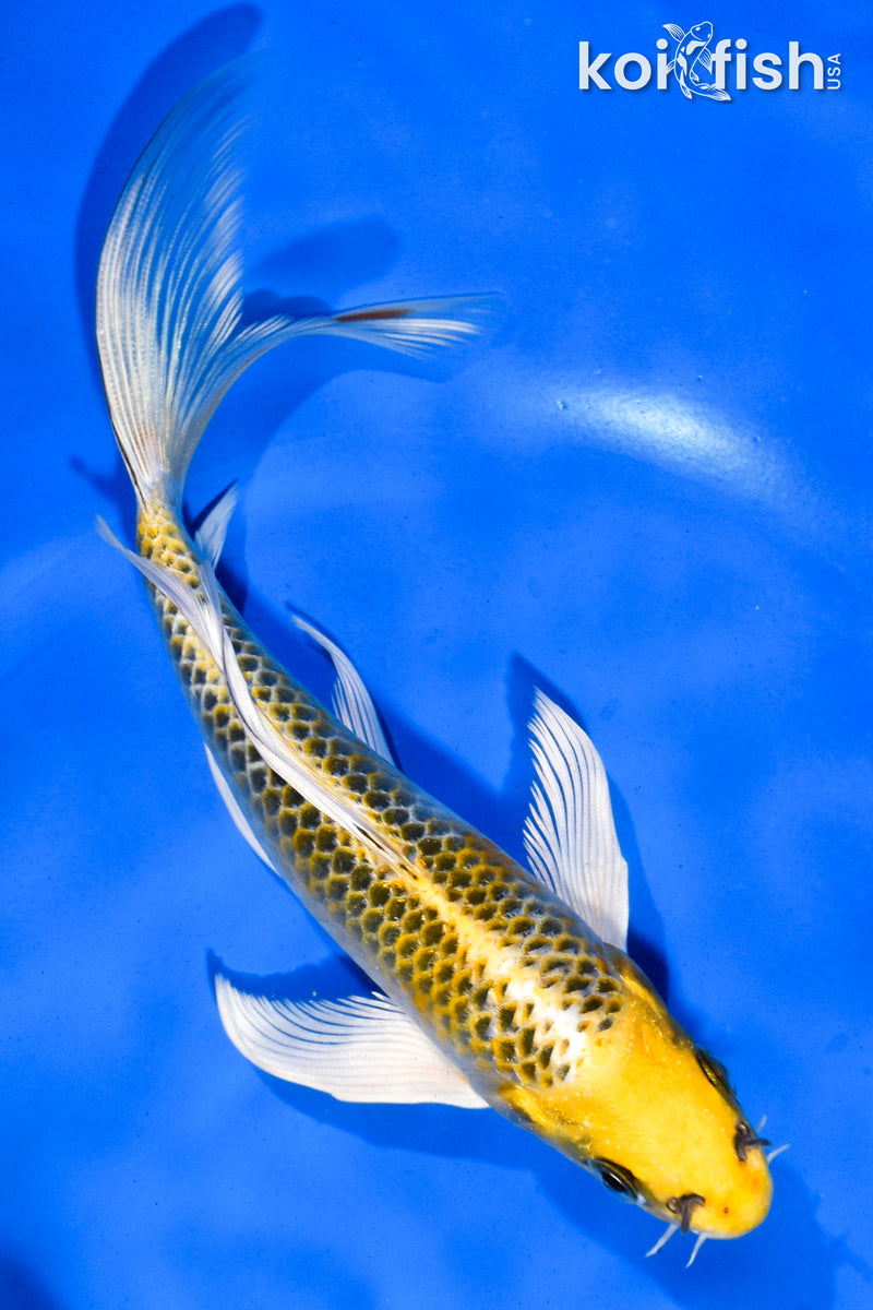 6.5" KUJAKU BUTTERFLY