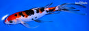 8" SANKE BUTTERFLY