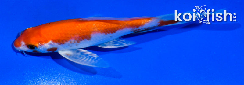 4.5" KOHAKU BUTTERFLY
