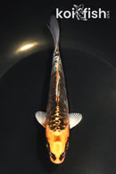 5.75" ARAGOKE BENI KIKOKURYU