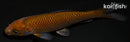 4.5" CHAGOI