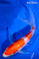 6.75" GINRIN SANDAN KOHAKU BUTTERFLY