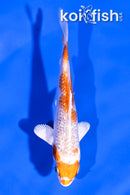 4" GINRIN HARIWAKE