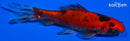 4.5" WAKIN GOLDFISH