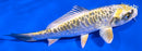 5.5" KIN KIKOKURYU