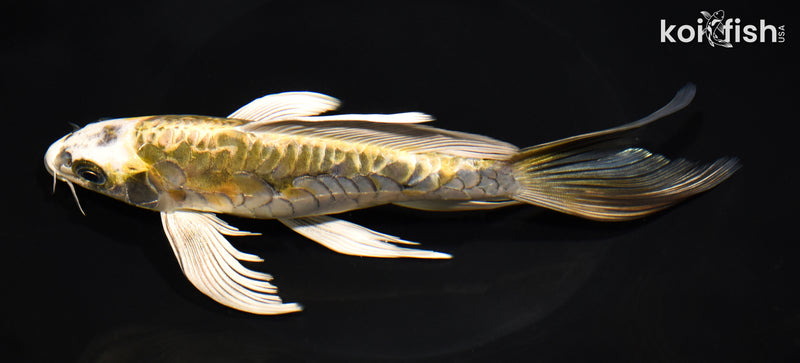 8.25" ARAGOKE KIN KIKOKURYU BUTTERFLY