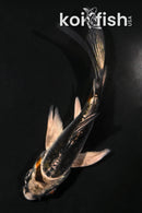 4" BENI KIKOKURYU BUTTERFLY