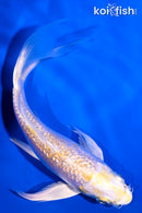 5.75" GINRIN LEMON HARIWAKE BUTTERFLY