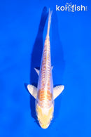 5" DOITSU LEMON HARIWAKE