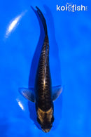 5.5" DOITSU KABUTO