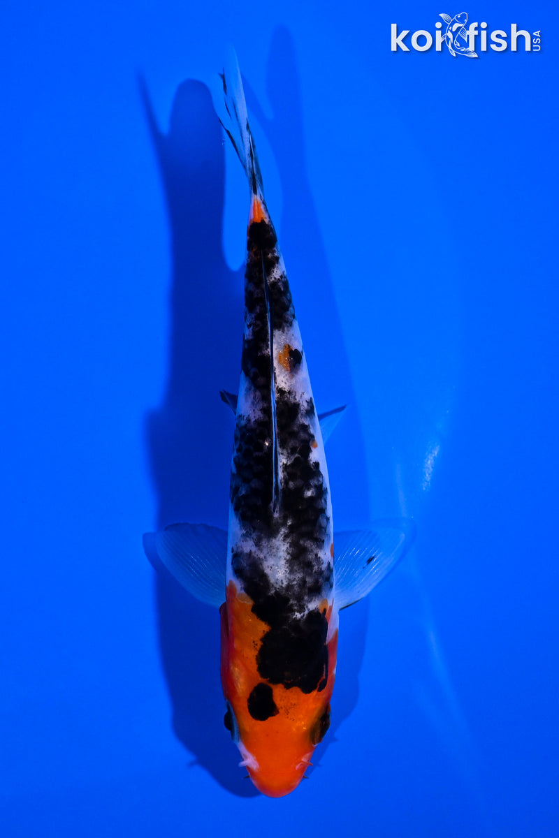 4.75" SANKE