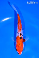 5.75" GINRIN GOSHIKI